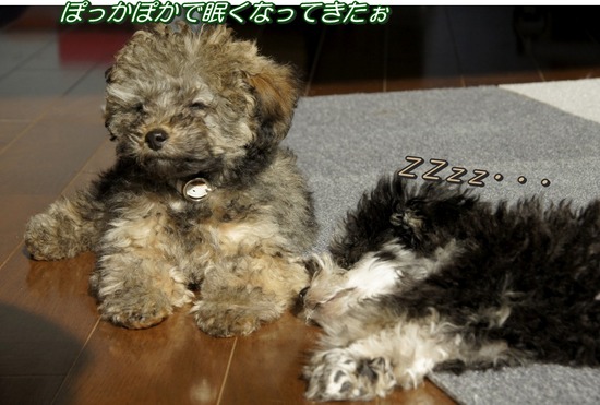 銀座トイプードルリリーas know as de wan17