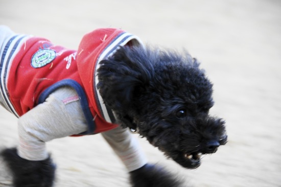 銀座 トイプードル リリー as know as de wan40