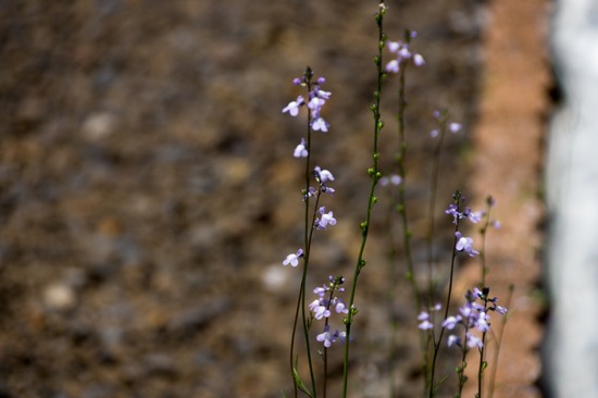 425 銀座ブラックのトイプードルリリーとドナas know as de wan04