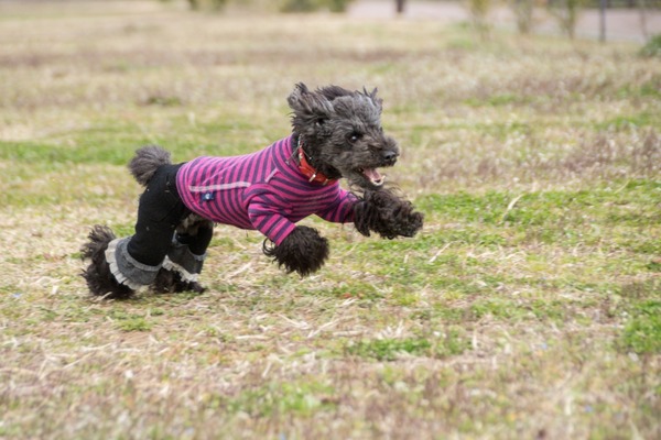 ブラックトイプードル銀座リリードナ001