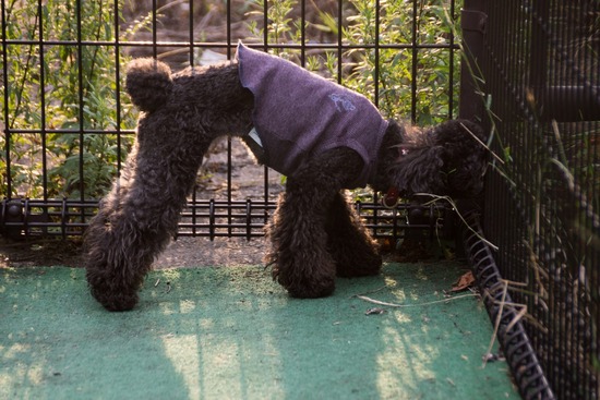 トイプードル ブログ 銀座リリーとドナas know as de wan25