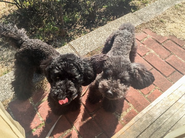 トイプードル銀座リリー009