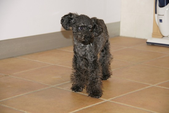 銀座トイプードルリリーとドナas know as de wan14