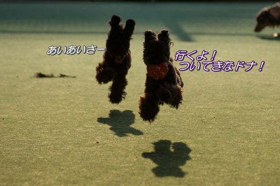 トイプードル銀座リリー＆ドナ108