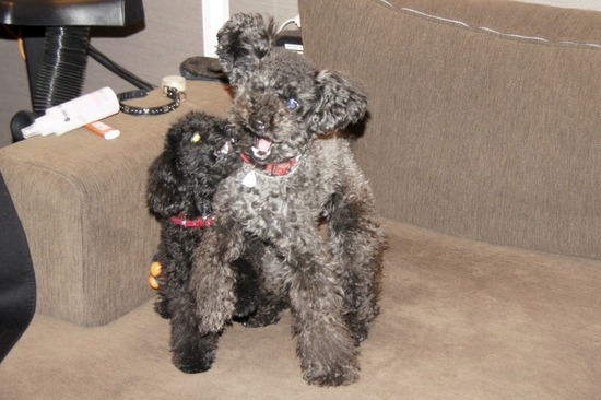 銀座トイプードルリリーas know as de wan10