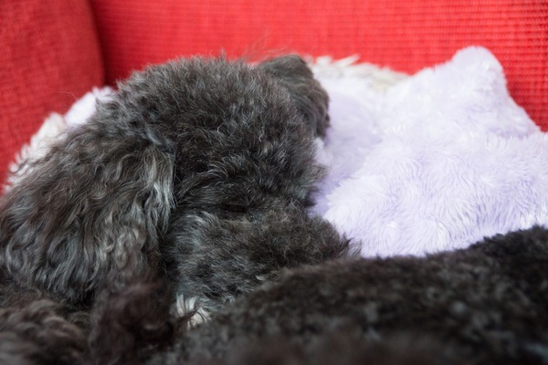 ブラックトイプードル銀座リリードナ018