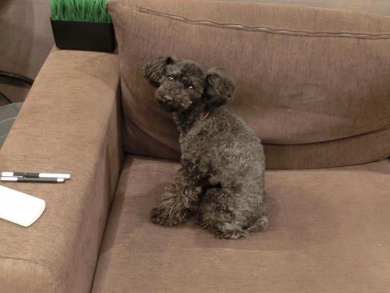 as know as de wan トイプードル 銀座リリー01