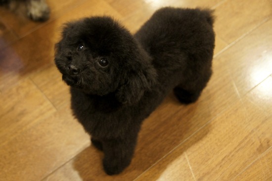 銀座トイプードルリリーas know as de wan03