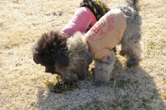 銀座トイプードルリリーas know as de wan86