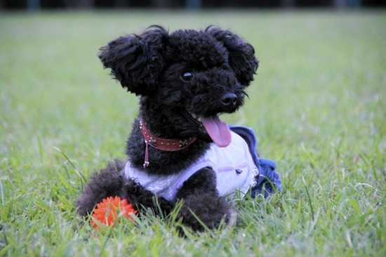 トイプードル銀座リリーas know as dewan09