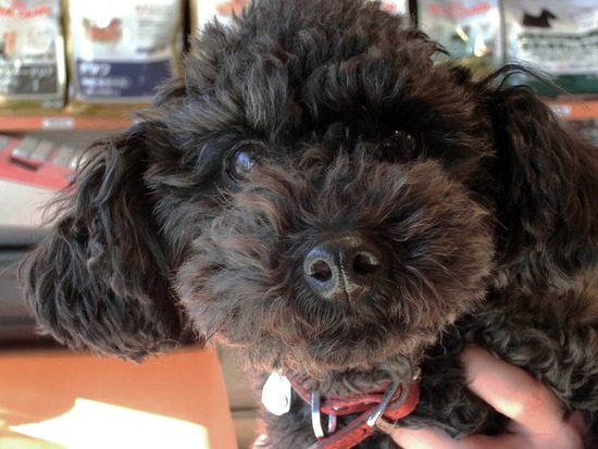 as know as de wan トイプードル 銀座リリー07