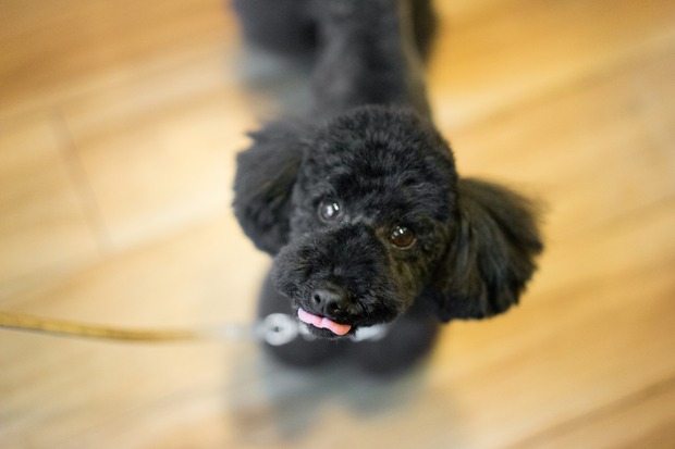 20151216ブラックトイプードル銀座リリー＆ドナ03