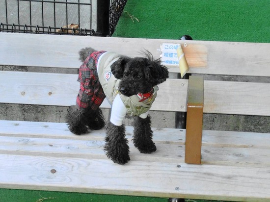 as know as de wan トイプードル 銀座リリー03