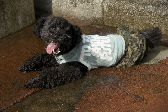 トイプードル銀座リリーとas know as de wan09