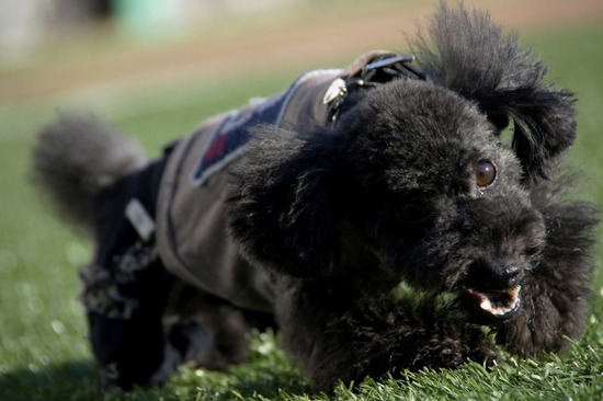 銀座トイプードルリリーas know as de wan50