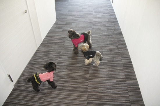 銀座トイプードルリリーas know as de wan06