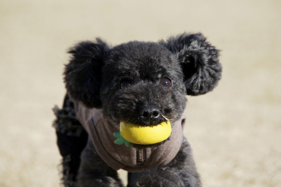 銀座トイプードルリリーas know as de wan23