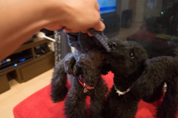 ブラックトイプードル銀座リリードナ013