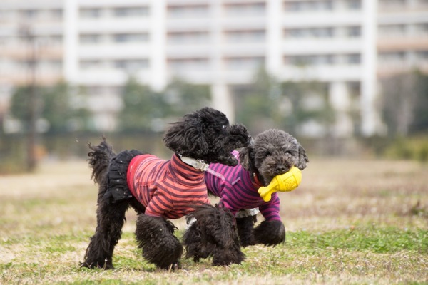 ブラックトイプードル銀座リリードナ012