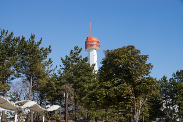 トイプードル銀座リリー027