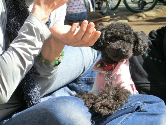 as know as de wan トイプードル 銀座リリー21