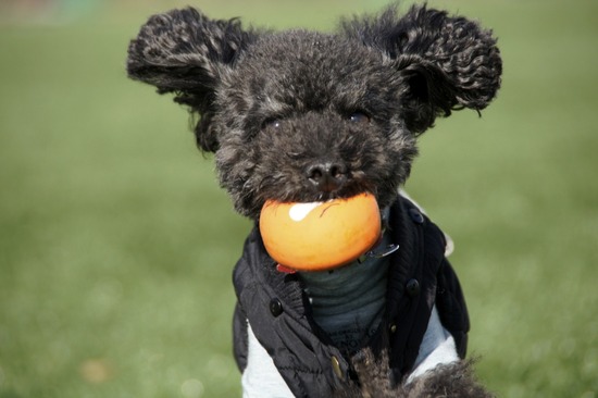 銀座トイプードルリリーas know as de wan28