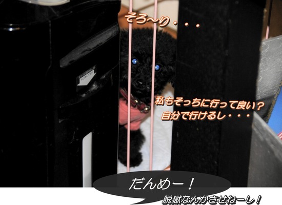 銀座トイプードルリリーas know as de wan34