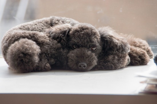 トイプードル ブログ 銀座リリーとドナas know as de wan14