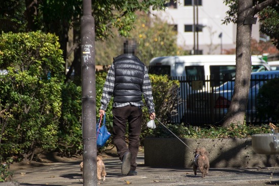 トイプードル ブログ 銀座リリーとドナ18