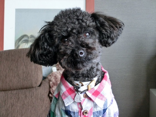 as know as de wan_銀座リリー_トイプードル04