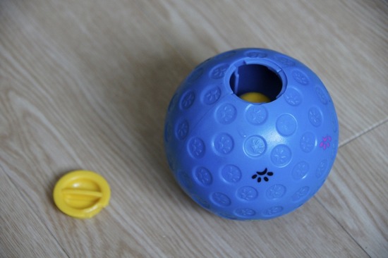 トイプードル銀座リリーasknowasdewan01