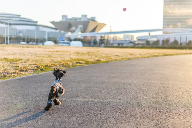 20151231ブラックトイプードル銀座リリー＆ドナ22