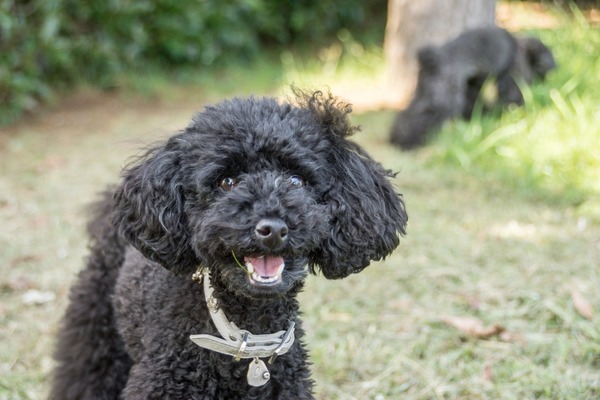 銀座トイプードル_リリードナ21