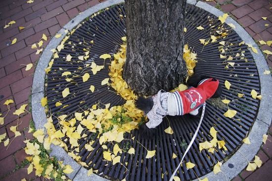 銀座 トイプードル リリー as know as de wan31