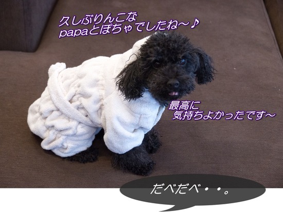 トイプードル銀座リリー＆ドナ04