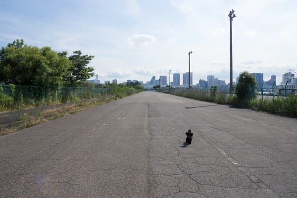 銀座トイプードル_リリードナ23