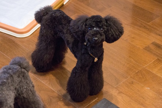 トイプードル ブログ 銀座リリーとドナas know as de wan09