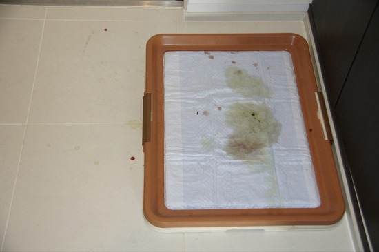 as know as de wanとトイプードルブラックの銀座リリー10