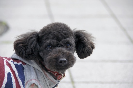 as know as de wan トイプードル 銀座リリー31