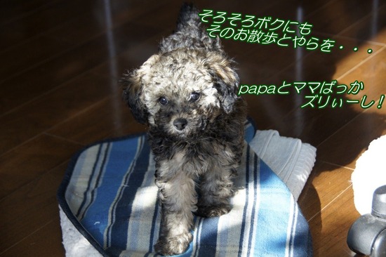 銀座 トイプードル リリー as know as de wan07