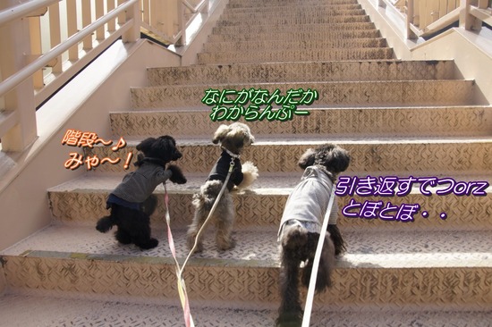 銀座トイプードルリリーas know as de wan30