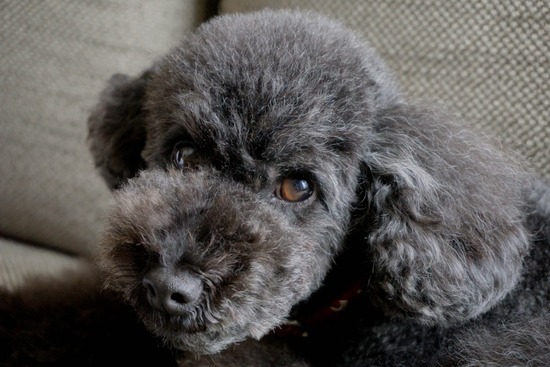 ニャンバーワン,銀座トイプードル,リリーとドナ,asknowasdewan007