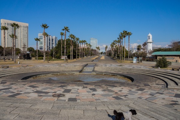 トイプードル銀座リリー032