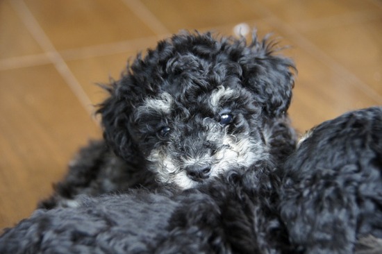 as know as de wanとトイプードルブラックの銀座リリー06