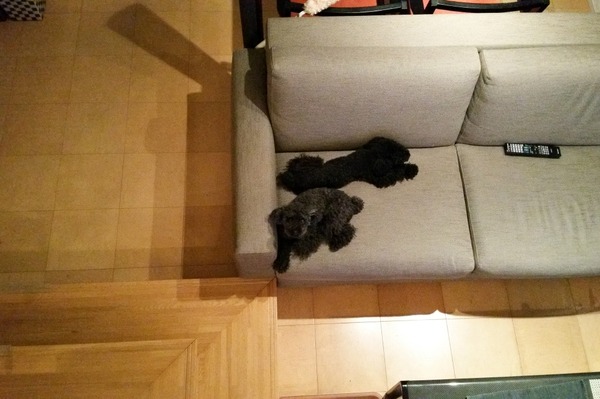 2015090820150908トイプードル銀座リリー02