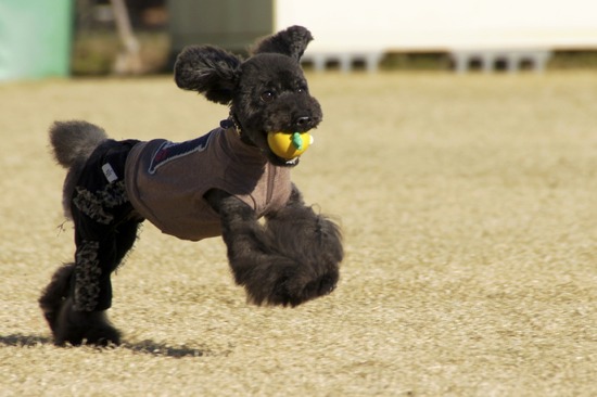 銀座トイプードルリリーas know as de wan10