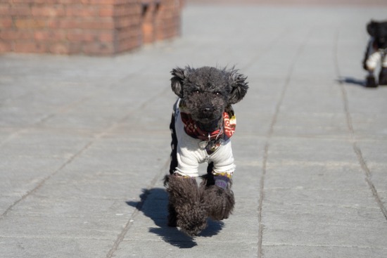 銀座トイプードル,リリーとドナ,as know as de wan044