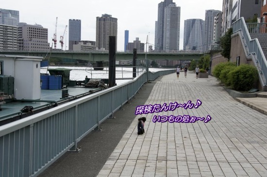 トイプードル銀座リリーasknowasdewan15