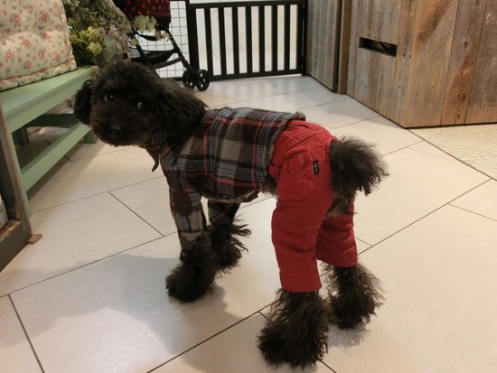 銀座 トイプードル リリー as know as de wan00