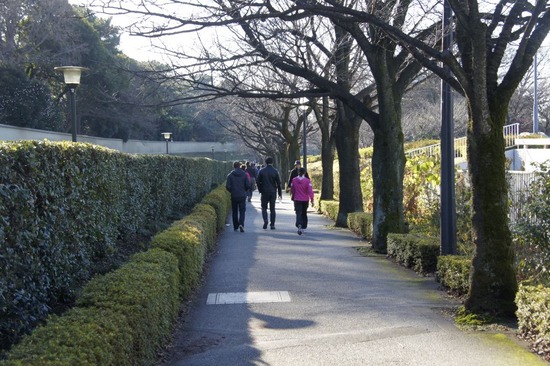 銀座トイプードルリリーas know as de wan24